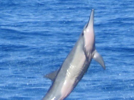 Spinner dolphin