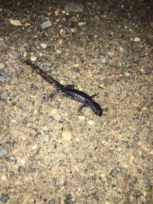 A little salamander crossing the path at night.