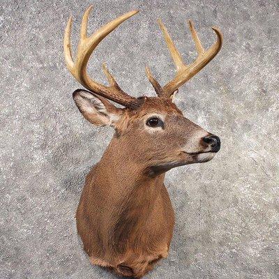 Jolley's Taxidermy