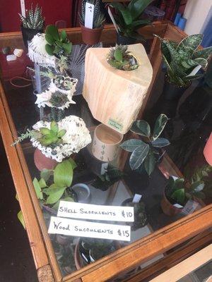 Reasonably priced succulents with a very creative presentation!