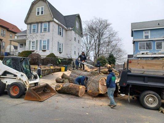 Perez Tree Service & Hardscaping