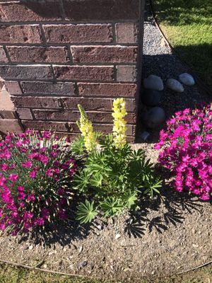 Plant flowers and shrubs