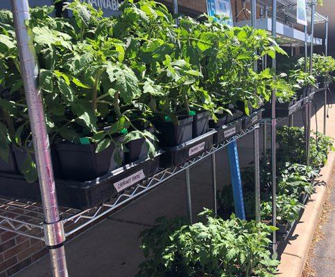 Non-GMO heirloom tomato & pepper plants available in spring