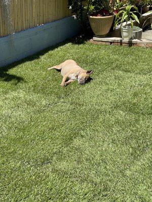 New turf installed and being enjoyed by our dog!