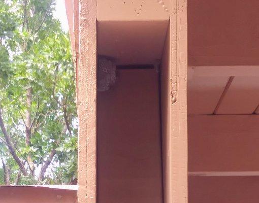 Wasp nest at O'Kane Park gazebo. Wasps and bees were everywhere.