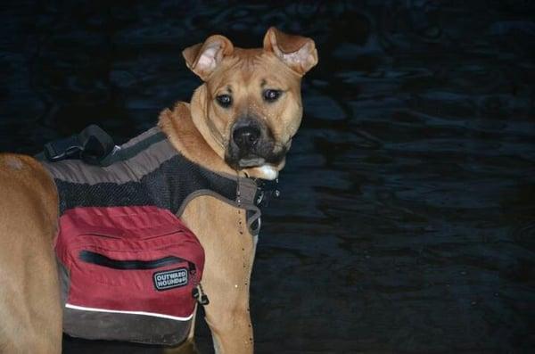 Outward Hound dog hiking pack in action! Bought about 5 months ago, used hard, still in great condition! $39.00