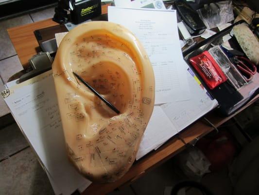 Huge model of a human ear with acupuncture points.