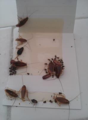 German Roaches