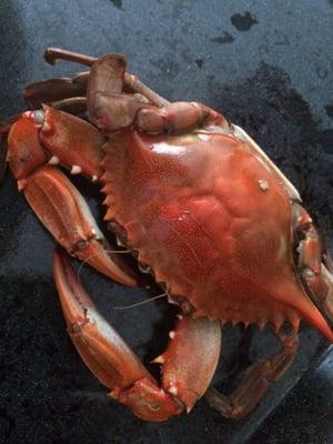 Boiled crab