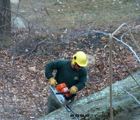 A & L Tree Experts