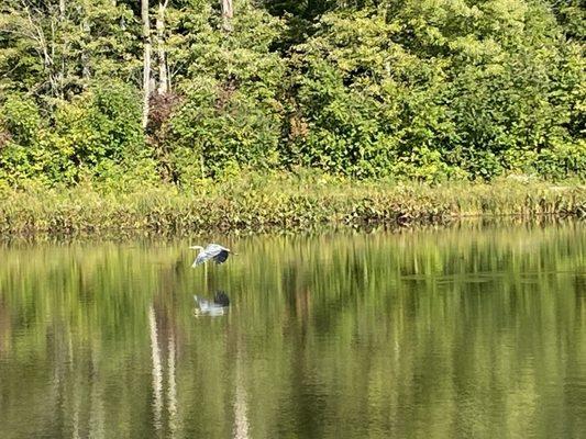 Blue Heron flying low across the pond in the Nature Preserve