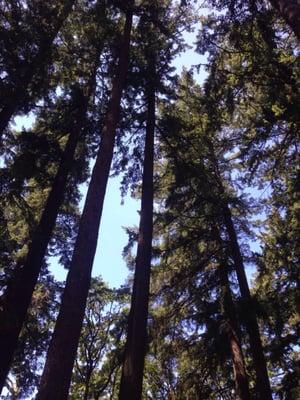 The trees at this park are stately and impressive.