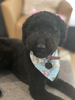 Headshot of our pup after her grooming appt.