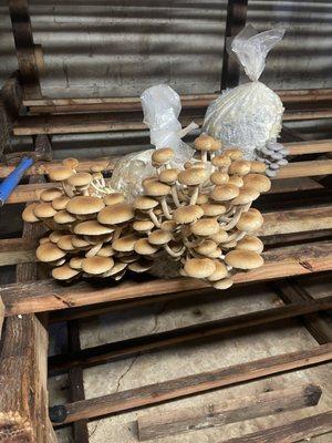 Mountain Meadow Mushrooms