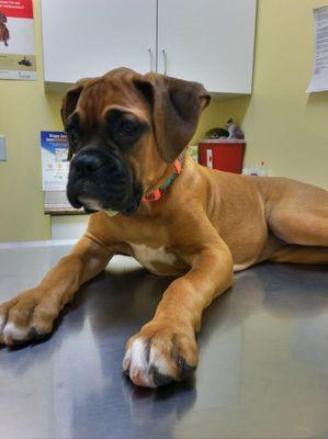 Puppy at Alleve Animal Hospital.