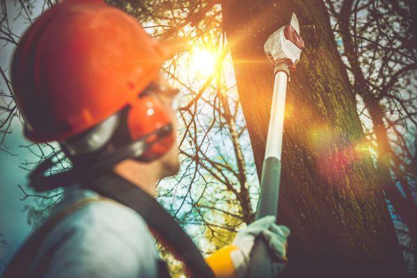 Tree trimming in Pensacola