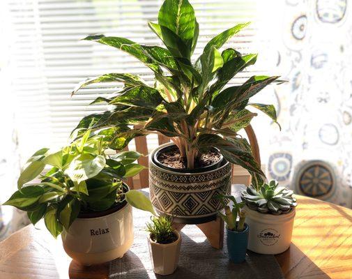 new plants