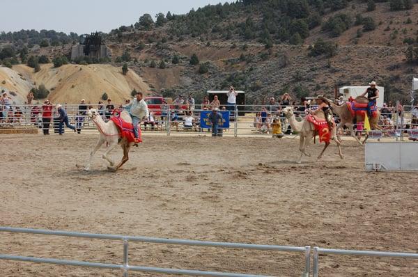 International Camel & Ostrich Races