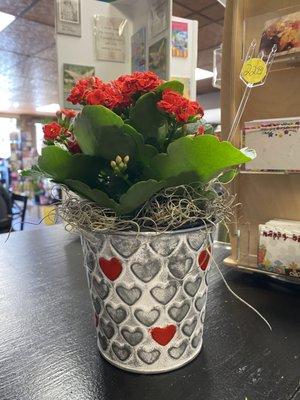 Red Kalanchoe