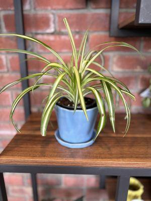 Spider Plant and Blue Pottery with matching saucer - items sold separately.