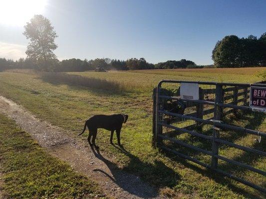 Sunny Acres Dog Retreat