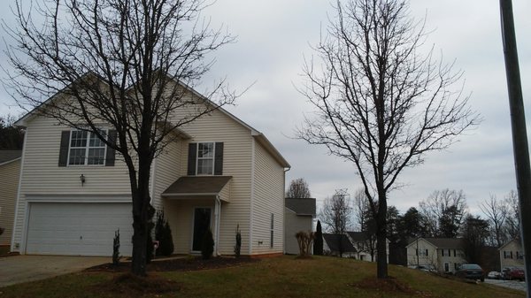 Tree Trimming After Photos