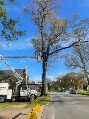 Taking down the Quintard Trees that are damaged