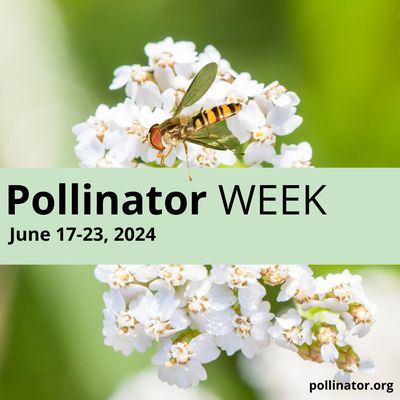 It's #PollinatorWeek! Did you know that pollinators like bees, butterflies, and bats, provide 1 out of 3 bites of food we eat?