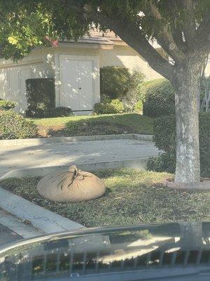 Leaves debris weekly on lawns to spread weeds.