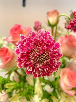 Pink Scabiosa