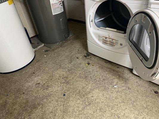 The laundry room is full of pet & human hair. Plus used Q-Tips and other garage.