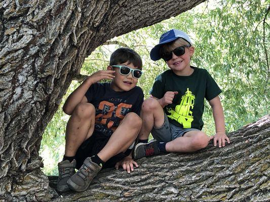 Calvin and Charlie, climbing a tree