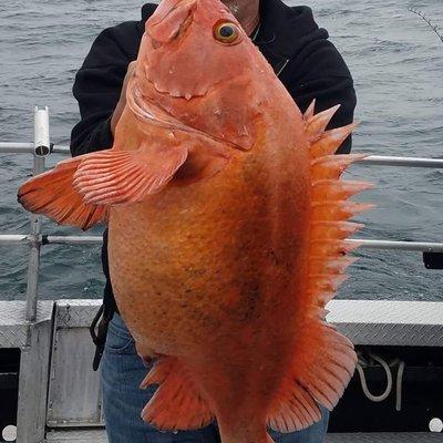 Trophy Yellow Eye Rock Fish in Homer Alaska with Capt Mark Garcy and Alaskan Fishing Adventures