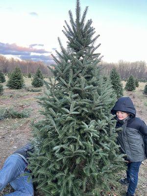 Tree cutting! We found our gem of a tree