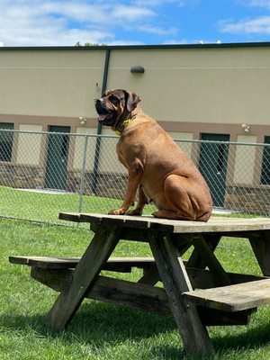 Lexi enjoying the summer sun!