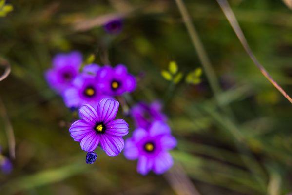 late spring flowers