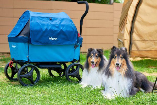 Ibiyaya beach pet wagon