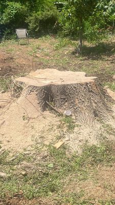 The stump from the tree prior to being ground