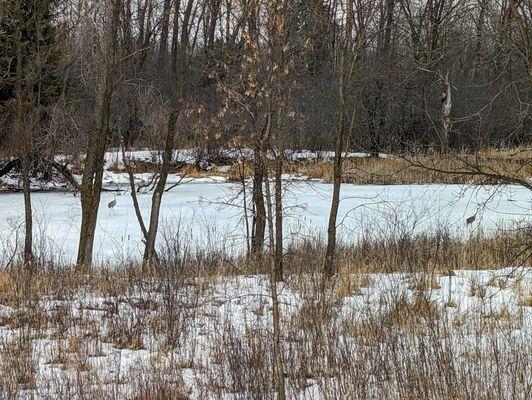 Sandhill cranes on the frozen Turtle Pond.