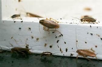 Roaches are sneaky pests that are known carriers of diseases and can pose serious health risks to humans.