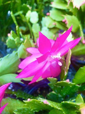 Christmas Cactus.