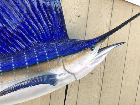 Sailfish