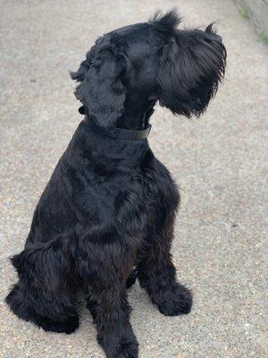 Scarlett the Giant Schnauzer