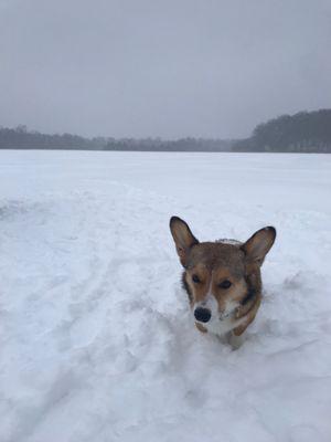 My dog at Seven Lakes State Park