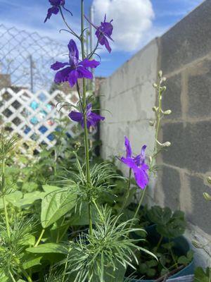 Pa native larkspur