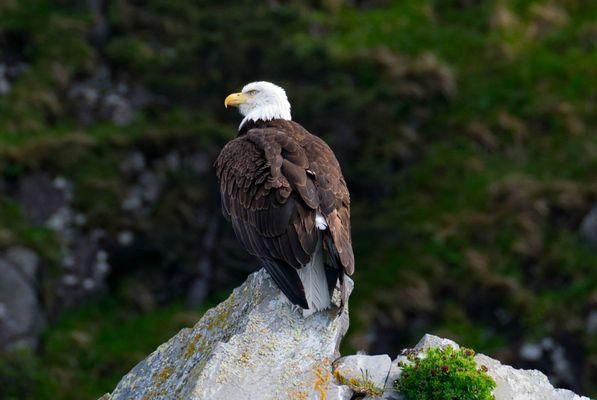 Bald Eagle!