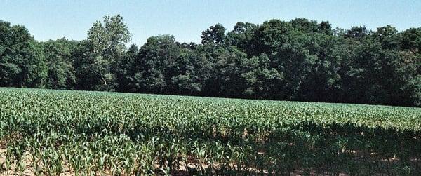 sweet corn growing on our farm near north royalton