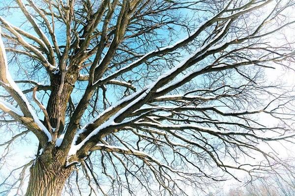 Tree in spring