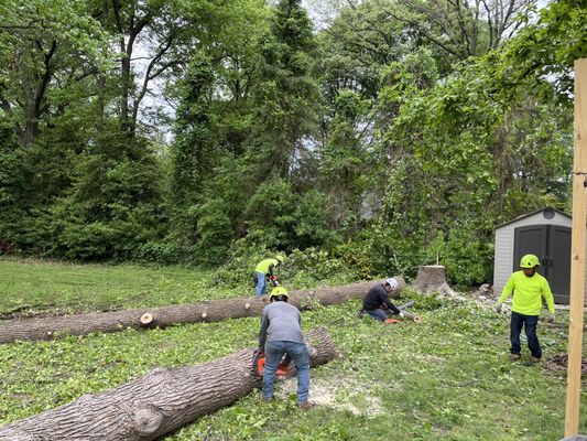 Green Woods Sawmill & Tree Service