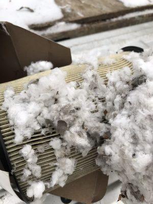 Chipmunk Nest in Air Filter